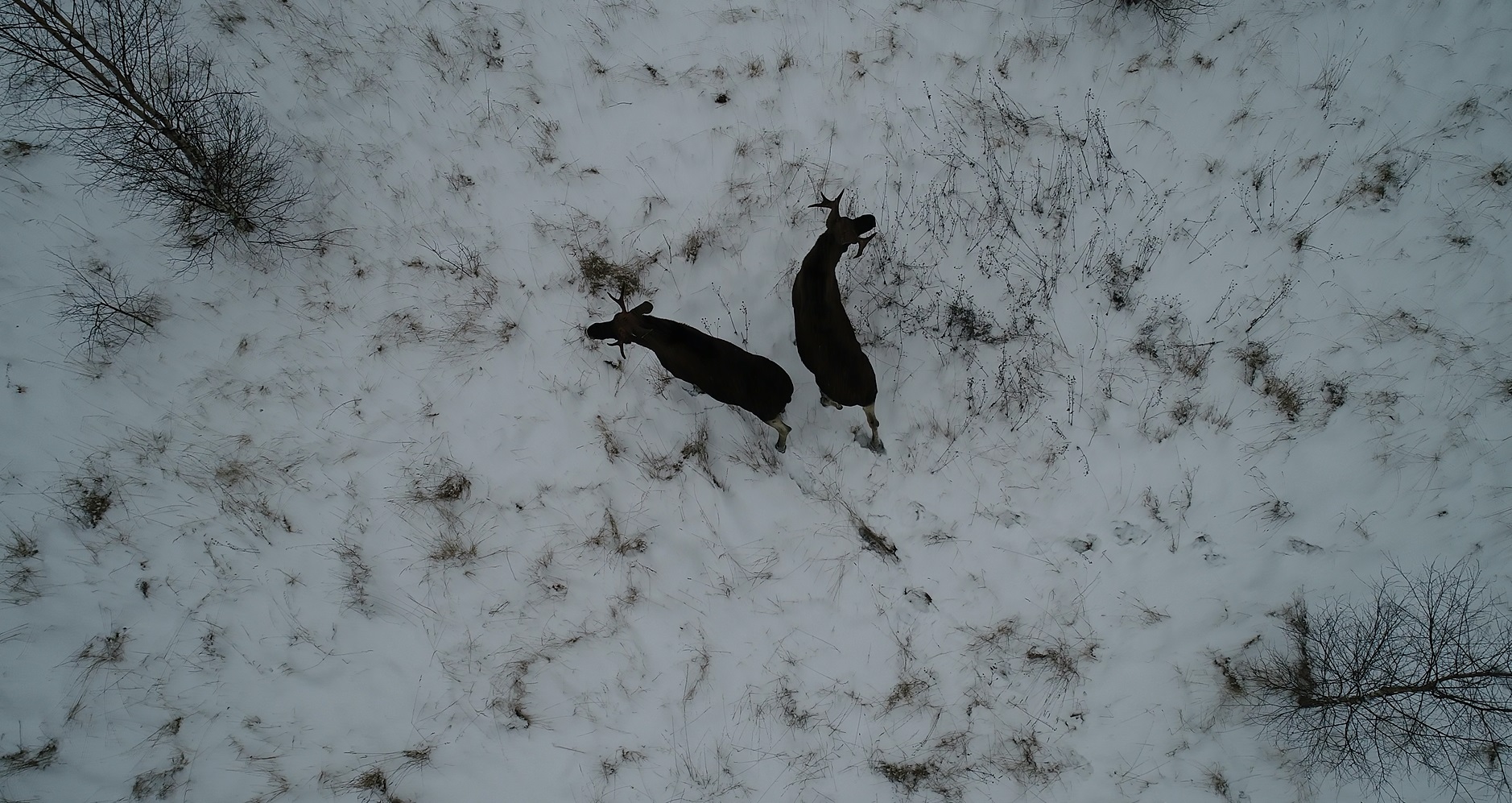 В Ярославской области начался зимний маршрутный учет охотничьих животных