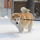 В Ярославле выделят 15 миллионов рублей на благоустройство площадок для выгула собак