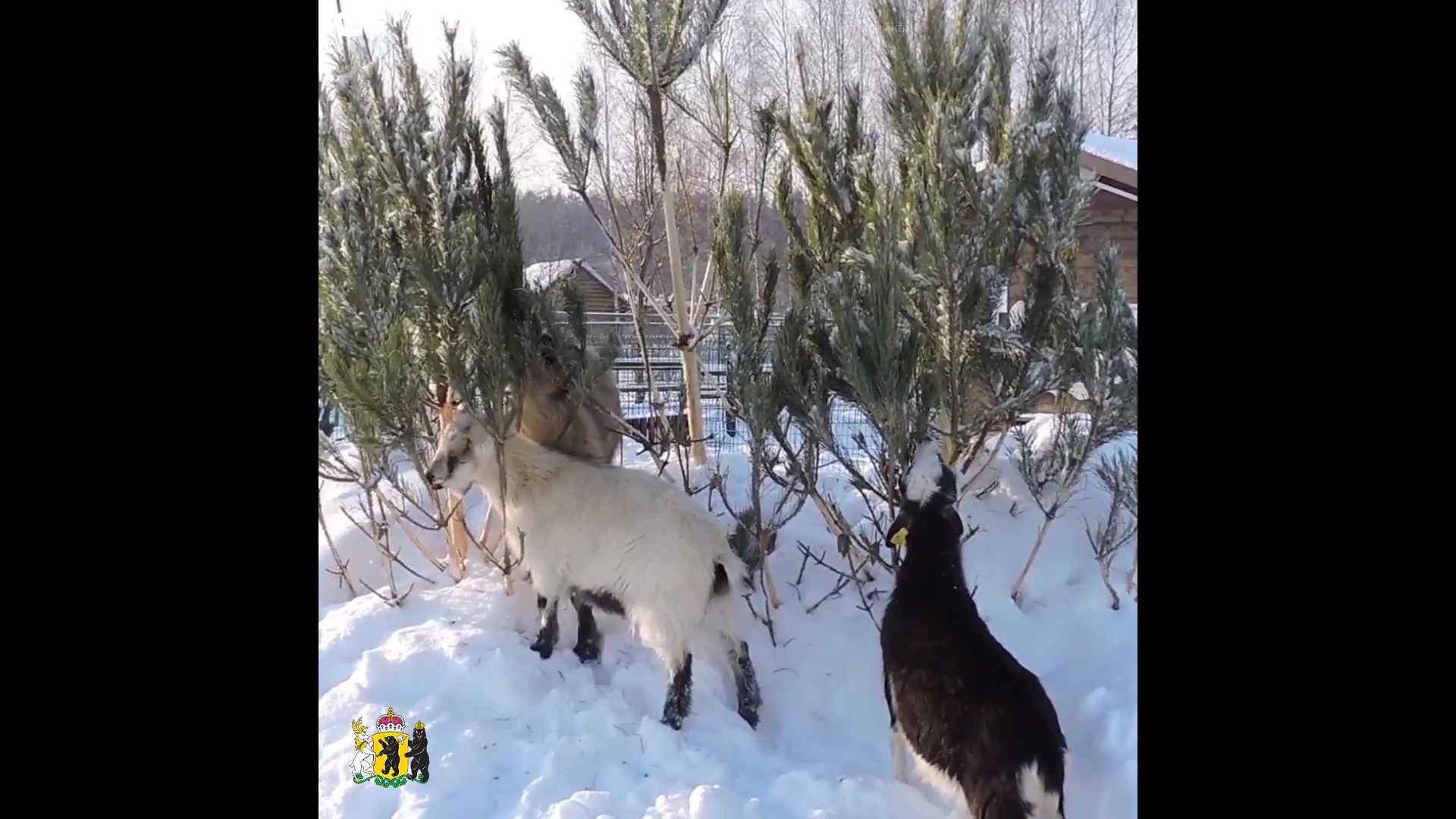 Животным из зоопарка в Ярославле пришлись по вкусу новогодние елки: видео