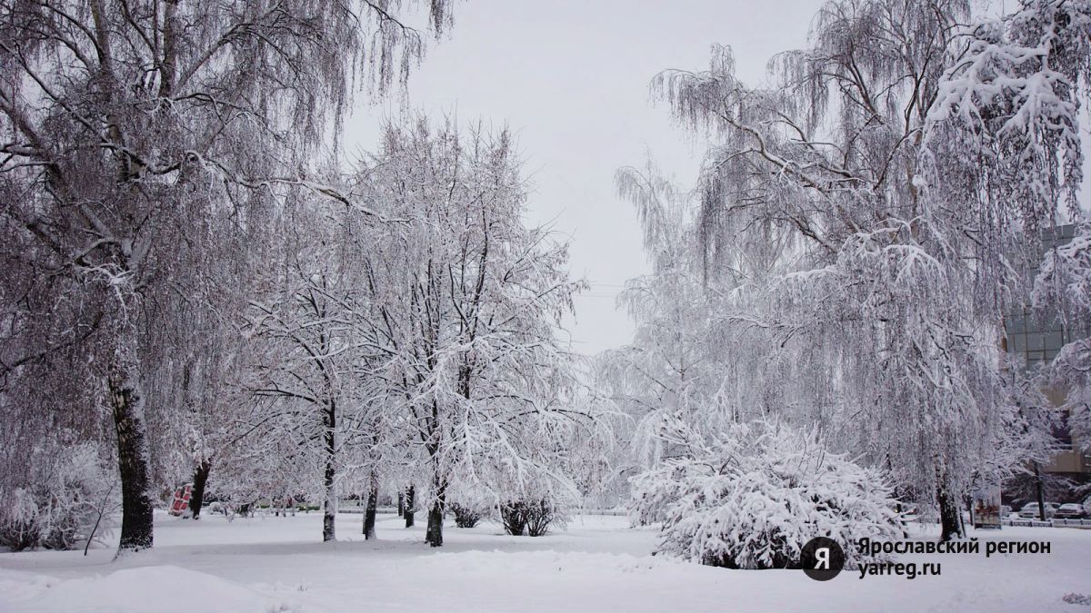 Экстренное предупреждение: в Ярославской области прогнозируют сильный ветер и мороз