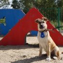 В Рыбинске в рамках губернаторского проекта оборудуют площадки для выгула собак: адреса