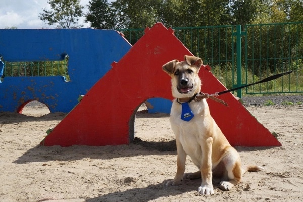 В Рыбинске в рамках губернаторского проекта оборудуют площадки для выгула собак: адреса
