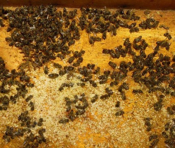  Пчелиный подмор применение