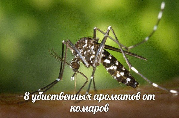  8 убийственных ароматов против комаров.
